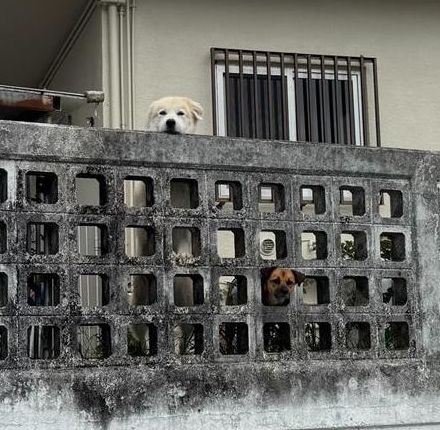 かわいこちゃんズ