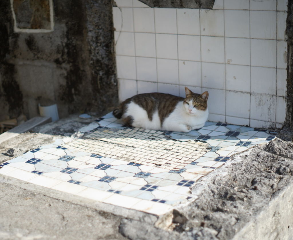 ねこオンザタイル