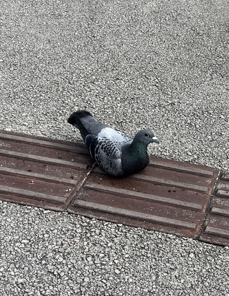 ハトの座り込み