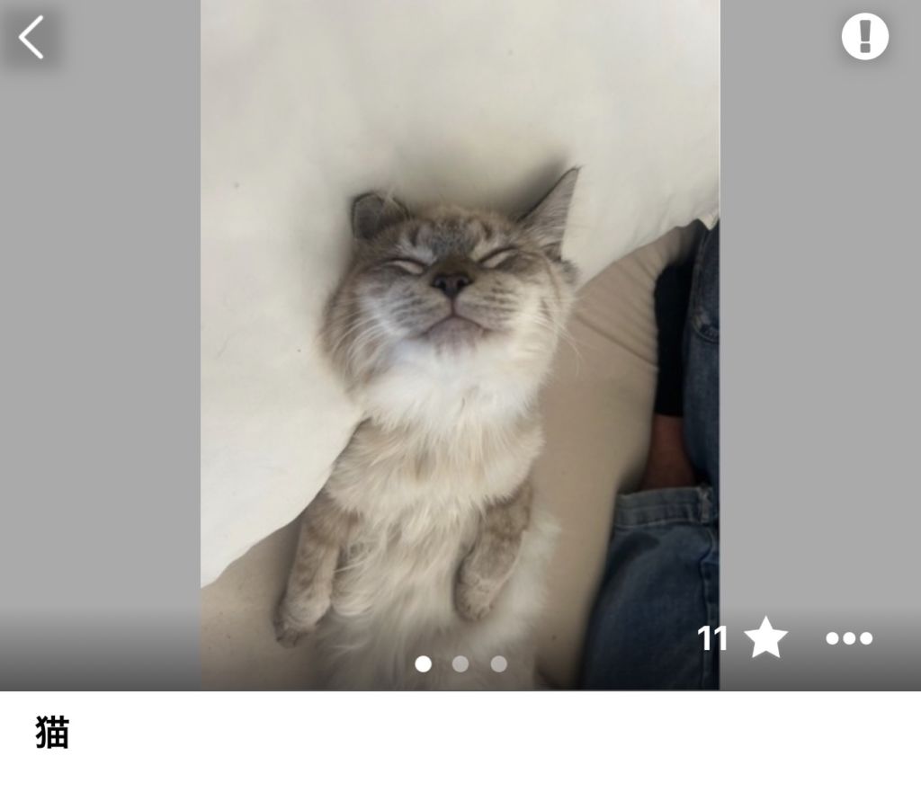 ジモティーの猫