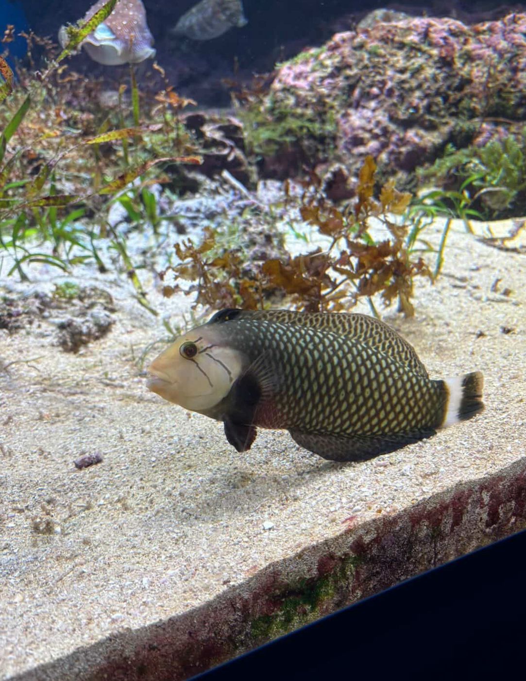 バンドマンな魚