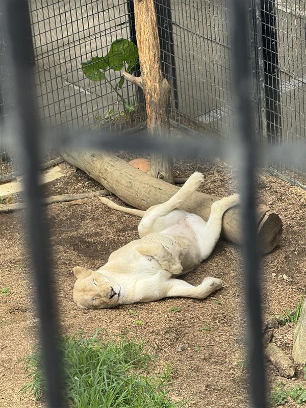 こどもの国のライオン